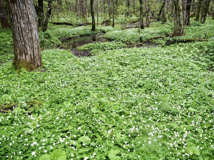 明神のニリンソウ