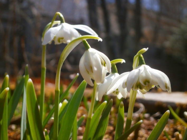 スノードロップ（八重）