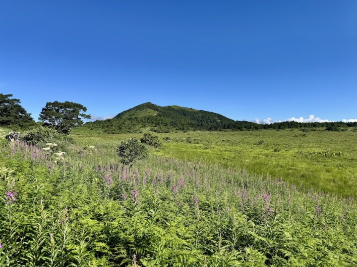 ヤラギランのお花畑