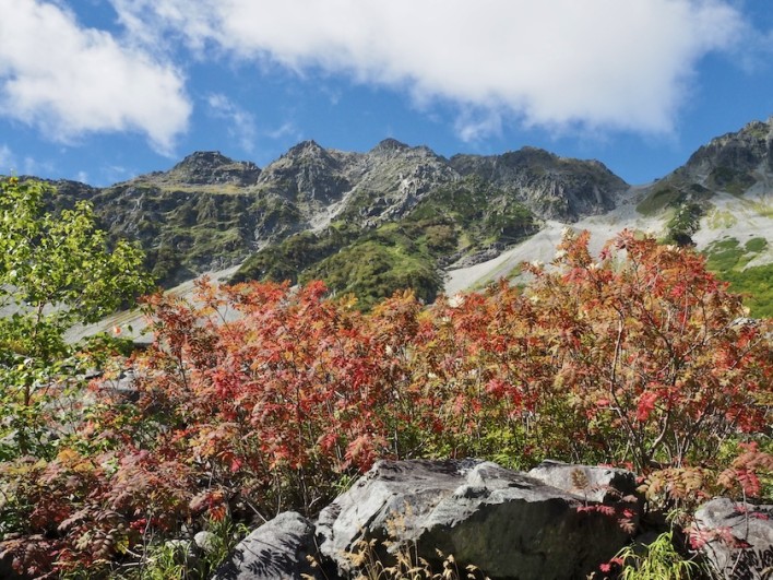 気の早いナナカマドたち