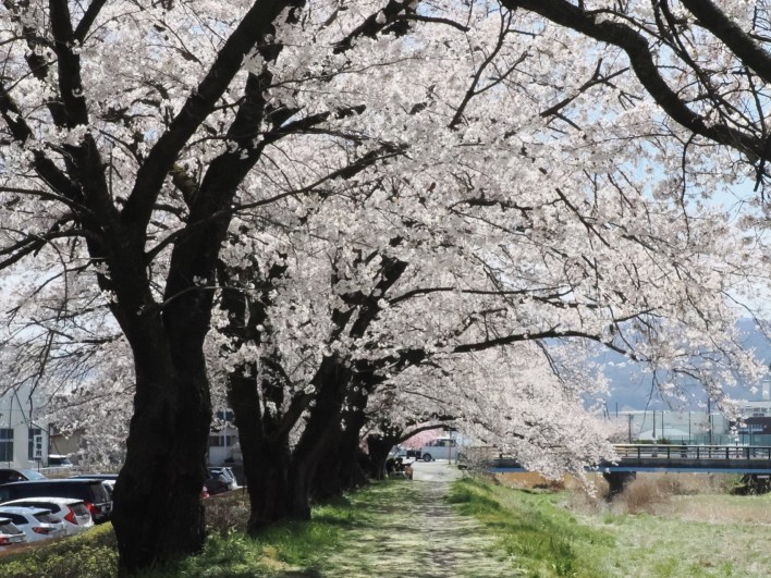 桜のアーチ