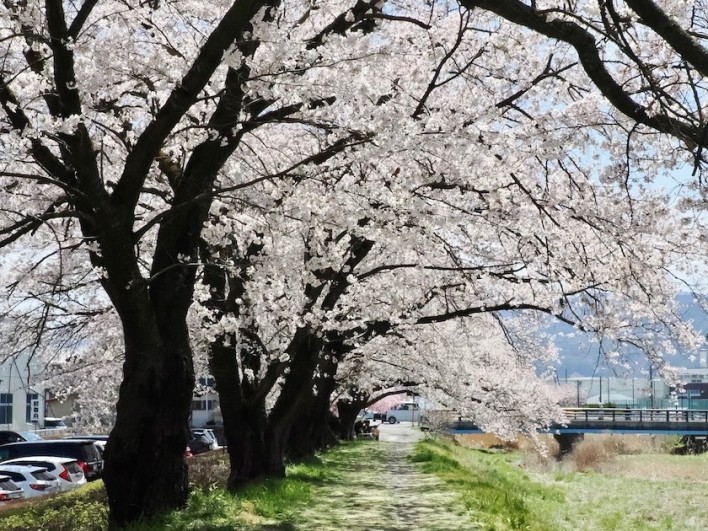 横河川の桜のアーチ