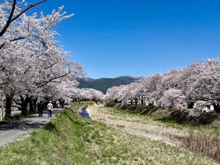 横河川の桜並木