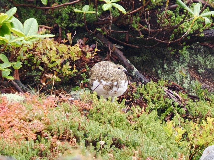 再び雷鳥発見！