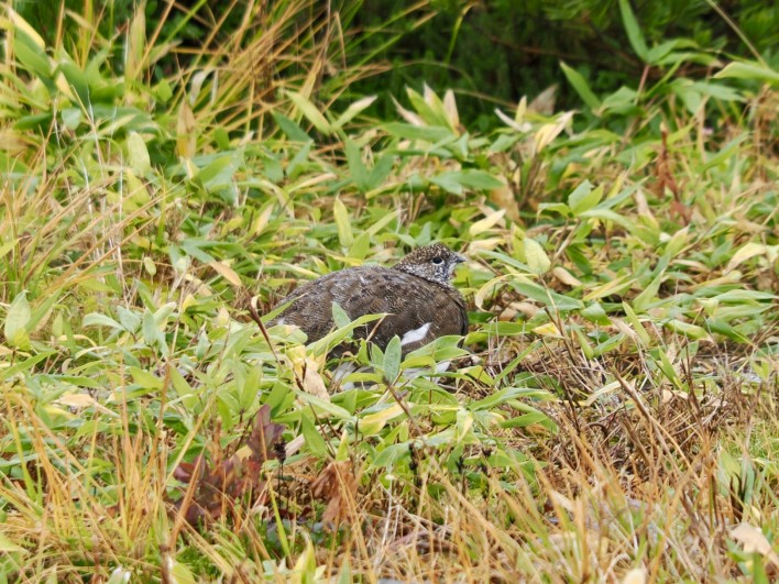雷鳥発見！