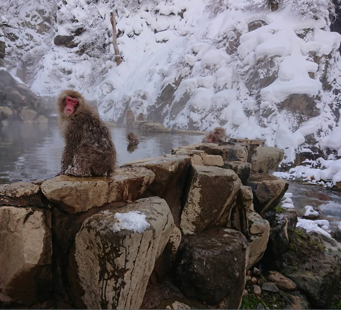 地獄谷スノーモンキー