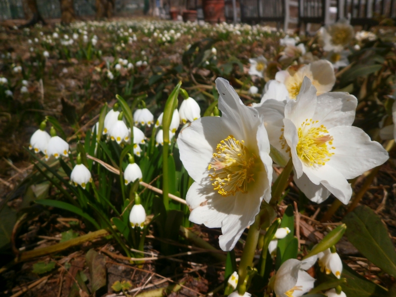 クリスマスローズとスノードロップ群生