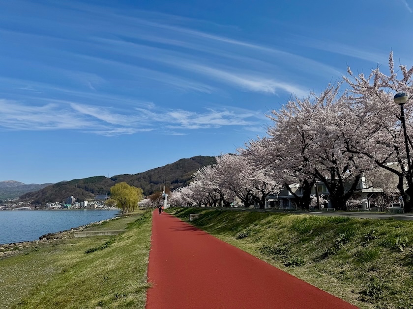 上諏訪温泉街前の桜